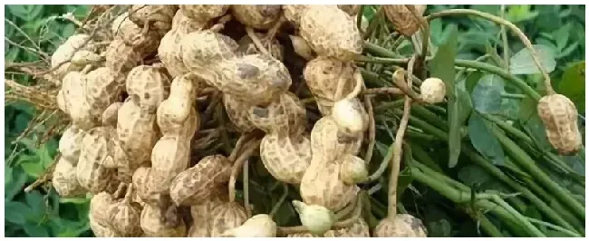 春季花生种植技术与管理花生专用肥料 | 三农答疑