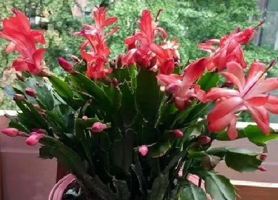 植物常识问题|蟹爪兰叶片萎蔫怎么办  如何正确解决