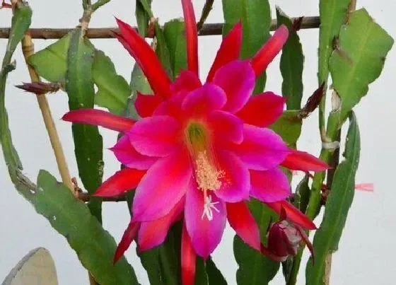 植物常识问题|如何给令箭荷花做支架