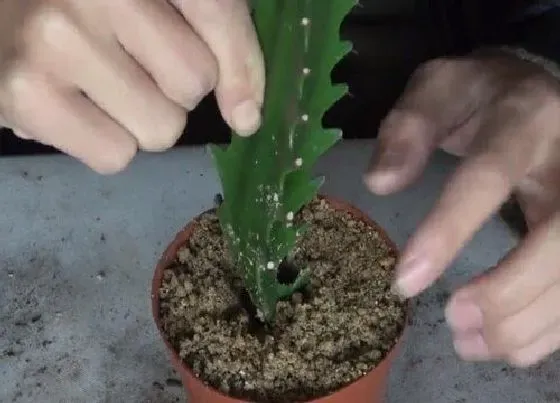 植物常识问题|手把手教你龙骨扦插方法