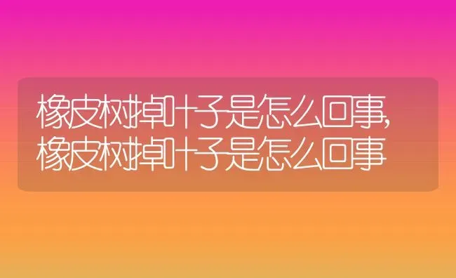 橡皮树掉叶子是怎么回事,橡皮树掉叶子是怎么回事 | 养殖常见问题