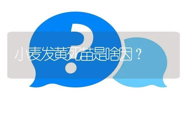 小麦发黄死苗是啥因? | 养殖问题解答