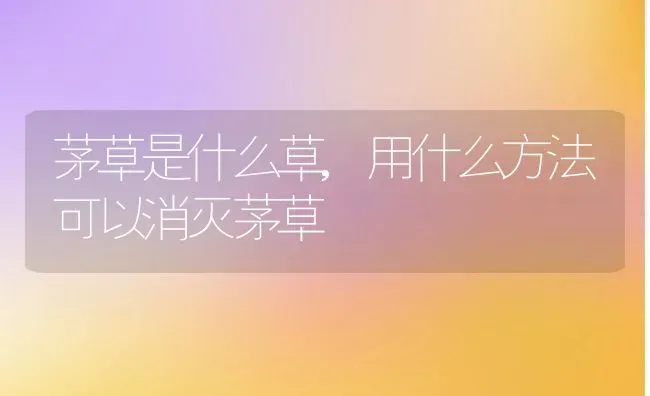 茅草是什么草,用什么方法可以消灭茅草 | 养殖常见问题