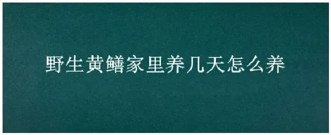 野生黄鳝家里养几天怎么养 | 生活常识