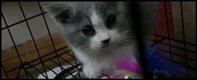 猫打呼噜是怎么回事啊 | 农业答疑