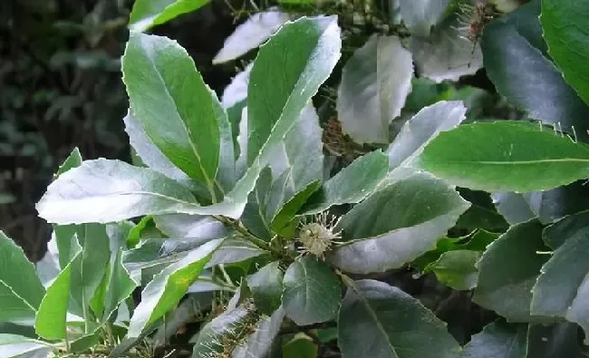 植物常识问题|双子叶植物和单子叶植物的区别