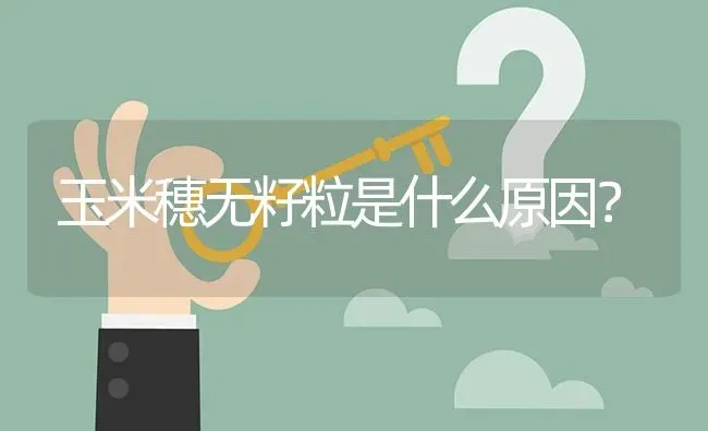 玉米穗无籽粒是什么原因? | 养殖问题解答