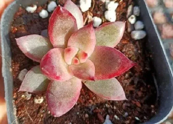 植物常识问题|多肉为什么长出气生根