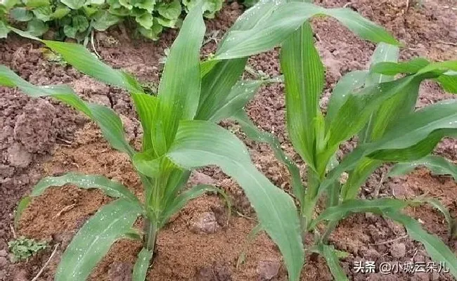 植物常识问题|引起玉米倒伏的原因及解决方法（玉米植株倒伏补救措施）