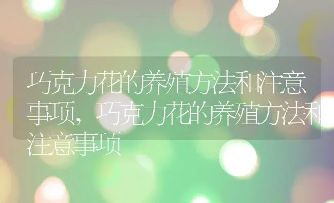 巧克力花的养殖方法和注意事项,巧克力花的养殖方法和注意事项 | 养殖常见问题