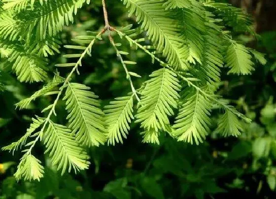 植物常识问题|榧树和红豆杉的区别