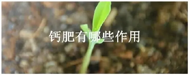 钙肥有哪些作用 | 三农答疑