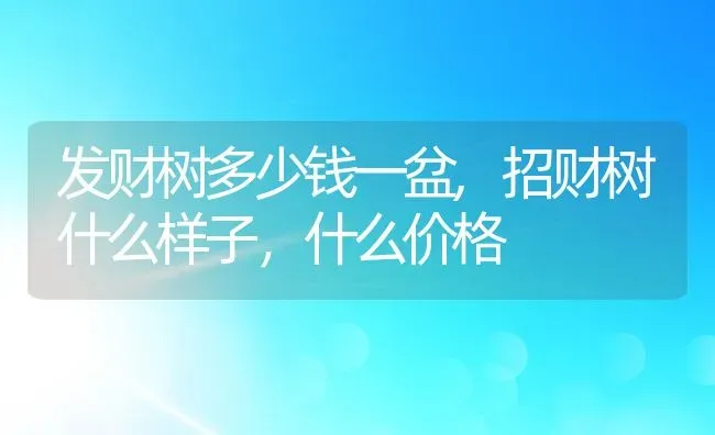 发财树多少钱一盆,招财树什么样子，什么价格 | 养殖常见问题