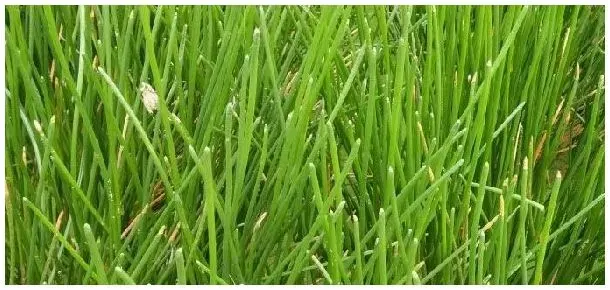 荸荠苗什么样子 | 农业问题