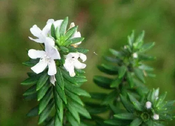 植物常识问题|百里香和迷迭香的区别