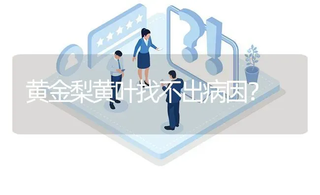 黄金梨黄叶找不出病因? | 养殖问题解答