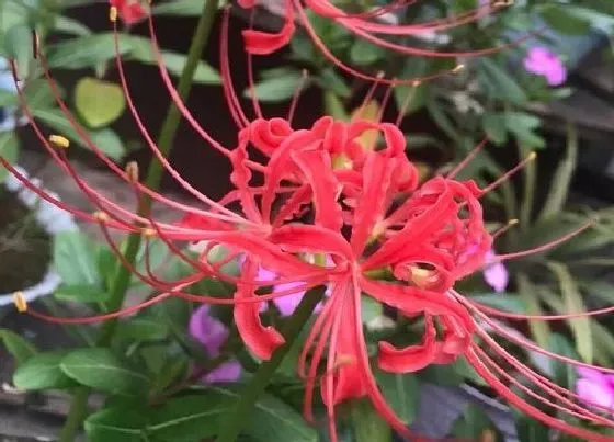 植物常识问题|摘了彼岸花会有什么后果 不小心摘了彼岸花会怎样