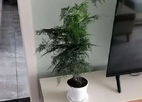 植物常识问题|室内植物摆放讲究  摆放位置