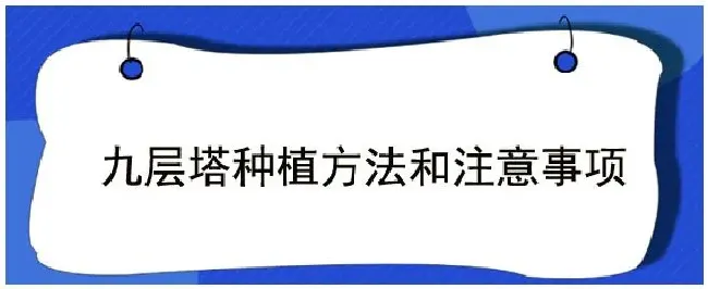 九层塔种植方法和注意事项 | 农业答疑