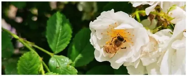 蜜蜂最喜欢什么颜色？ | 科普知识