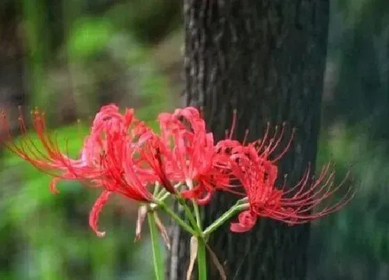 植物常识问题|摘了彼岸花会有什么后果 不小心摘了彼岸花会怎样