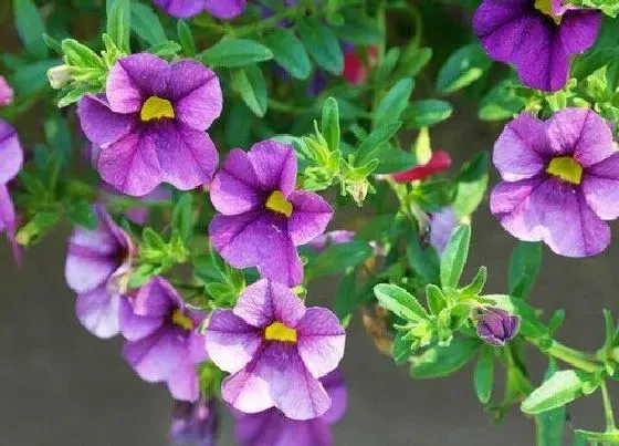 植物常识问题|牵牛花怎样养殖开花不断