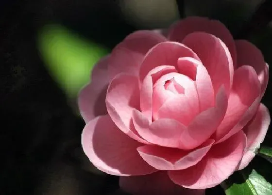 植物常识问题|茶花花苞太少该如何解决呢