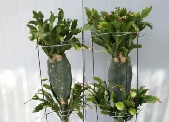 植物常识问题|如何给令箭荷花做支架