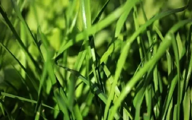 植物常识问题|冬季韭菜的种植与管理方法（冬天韭菜如何施肥过冬）