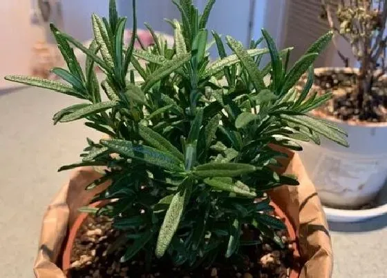 植物常识问题|百里香和迷迭香的区别