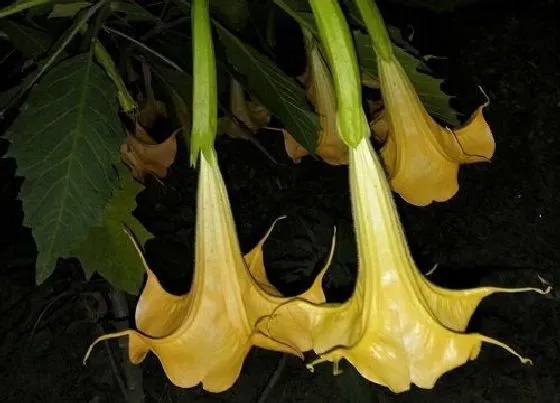 植物常识问题|曼陀罗花有毒吗 曼陀罗花毒性有多强