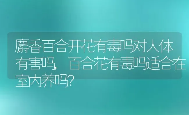 麝香百合开花有毒吗对人体有害吗,百合花有毒吗适合在室内养吗？ | 养殖常见问题