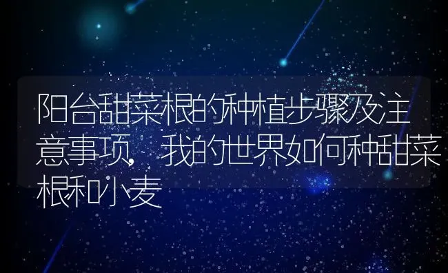 阳台甜菜根的种植步骤及注意事项,我的世界如何种甜菜根和小麦 | 养殖常见问题