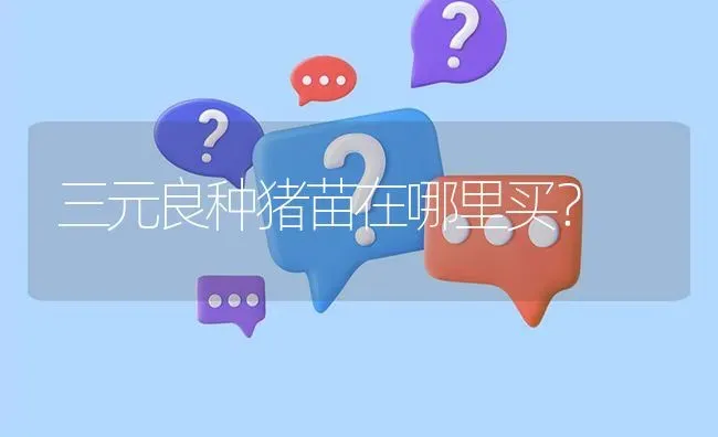 三元良种猪苗在哪里买? | 养殖问题解答