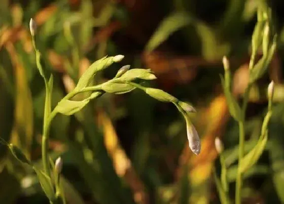 植物常识问题|兰花染上斑病我们该如何处理