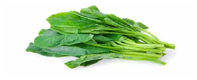 菠菜种子湿布催芽方法 | 农业常识