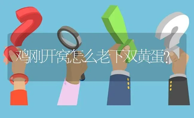 鸡刚开窝怎么老下双黄蛋? | 养殖问题解答