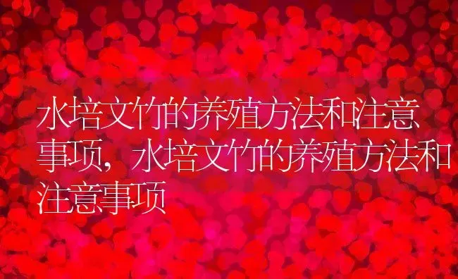 水培文竹的养殖方法和注意事项,水培文竹的养殖方法和注意事项 | 养殖常见问题