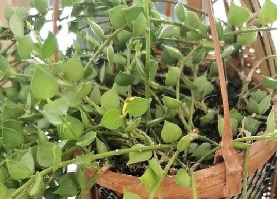 植物常识问题|爱之蔓吊兰的养殖方法