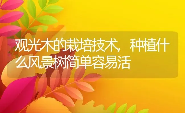 观光木的栽培技术,种植什么风景树简单容易活 | 养殖常见问题