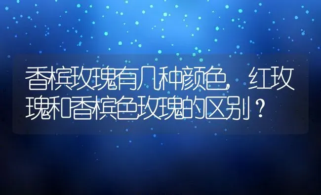 香槟玫瑰有几种颜色,红玫瑰和香槟色玫瑰的区别？ | 养殖常见问题