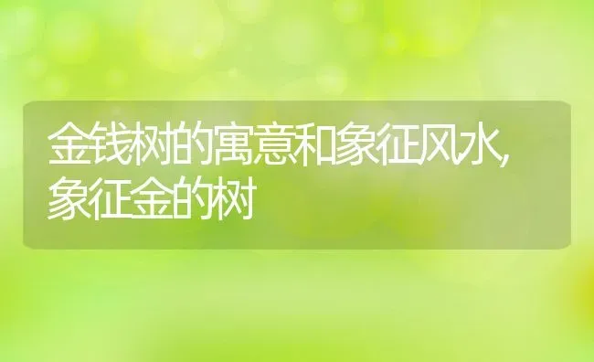 金钱树的寓意和象征风水,象征金的树 | 养殖常见问题