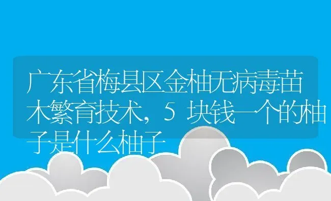 广东省梅县区金柚无病毒苗木繁育技术,5块钱一个的柚子是什么柚子 | 养殖常见问题
