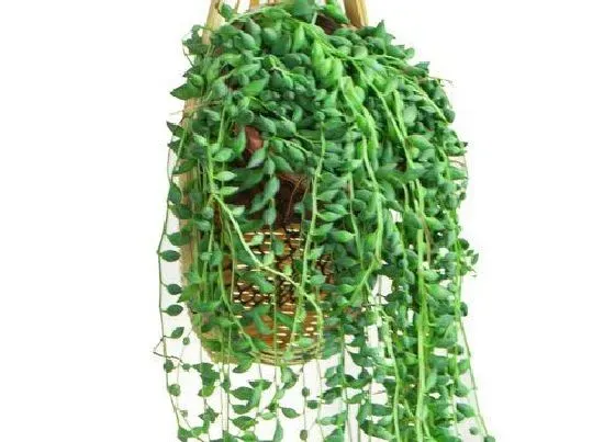 植物常识问题|爱之蔓吊兰的养殖方法