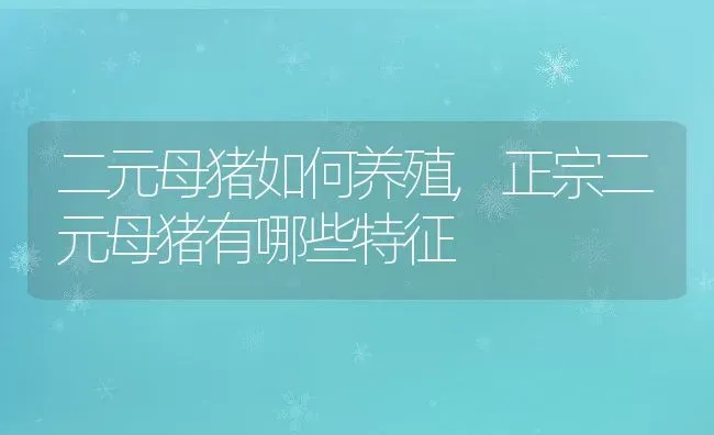 二元母猪如何养殖,正宗二元母猪有哪些特征 | 养殖常见问题