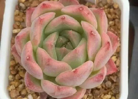 植物常识问题|多肉为什么长出气生根