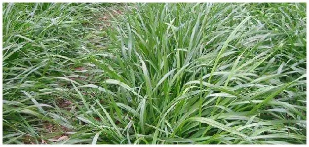 黑麦草锈病防治 | 科普知识