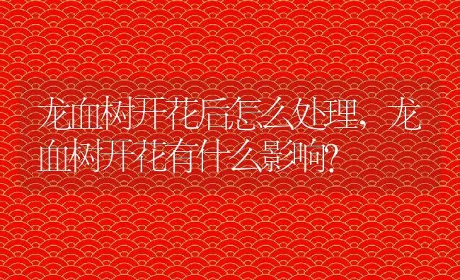 龙血树开花后怎么处理,龙血树开花有什么影响？ | 养殖常见问题