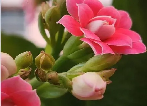植物常识问题|长寿花花瓣发黄发黑原因和处理方法