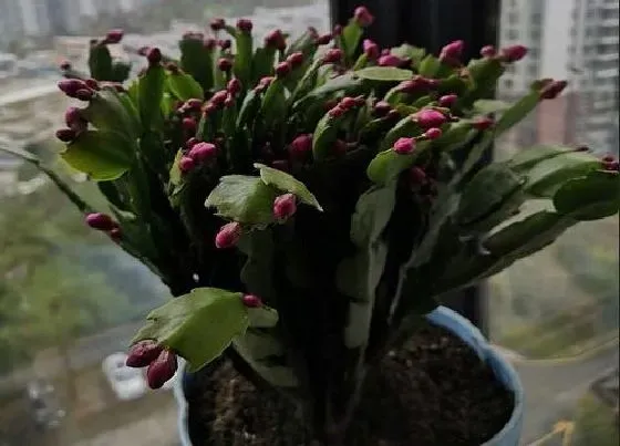 植物常识问题|雨季蟹爪兰怎么喂肥比较合适